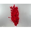 Dried Lagurus X5 Bl Red Bunch