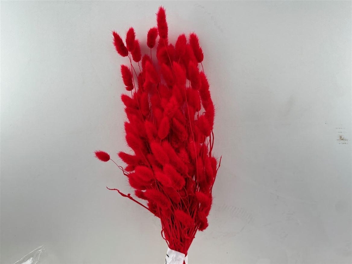 Dried Lagurus X5 Bl Red Bunch