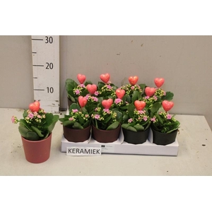 ARR KALANCHOE