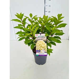 Hydrangea paniculata