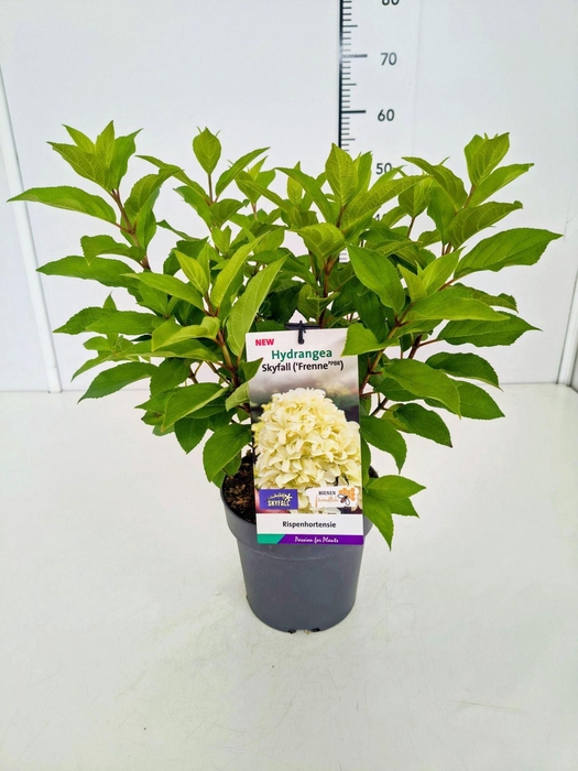 <h4>Hydrangea paniculata</h4>