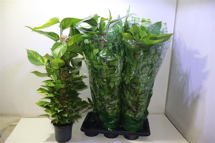 <h4>arr8 Scind Ov Op Mosstok</h4>