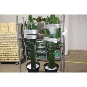 CACTUS EUPHORBIA MANDACARU P35 MIN 150 CM
