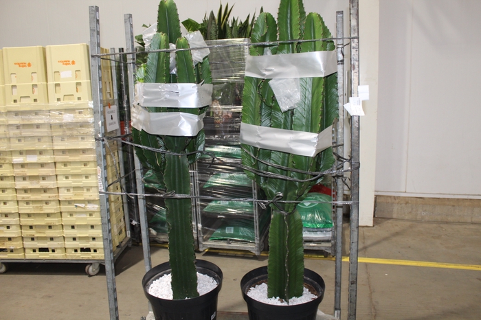 <h4>CACTUS EUPHORBIA MANDACARU P35 MIN 150 CM</h4>