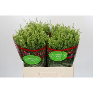 Lepidium Green Dragon