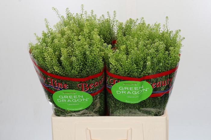 <h4>Lepidium Green Dragon</h4>