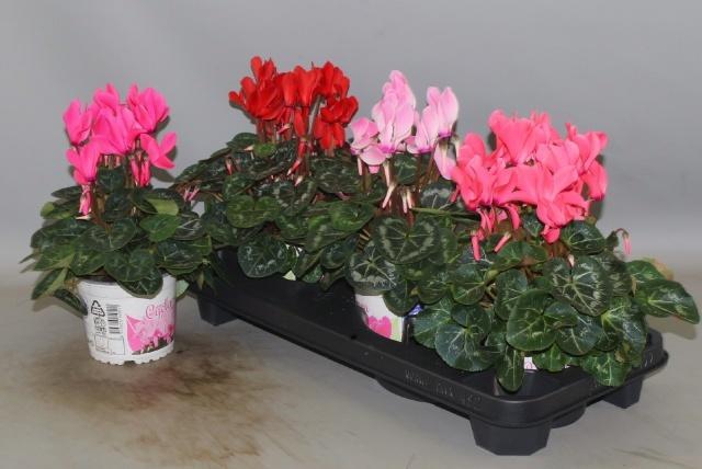 <h4>CYCL GR SUP XL</h4>