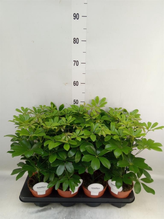 <h4>Schefflera arbor. 'Nora'</h4>