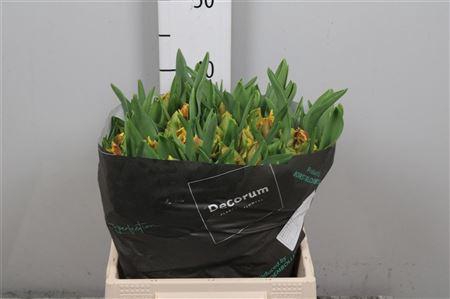 <h4>Tu Pa Dee Jay Parrot</h4>