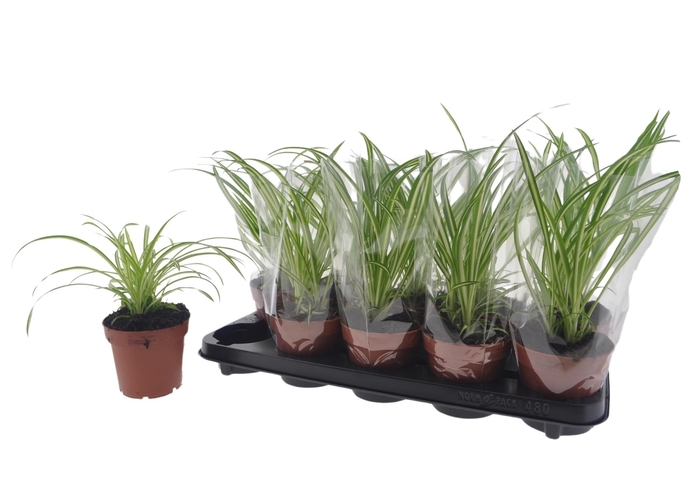 <h4>CHLOR COM ATLANTIC</h4>