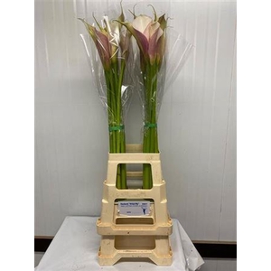 Zant Aethiopica Blush