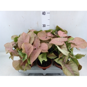 Syngonium   ...