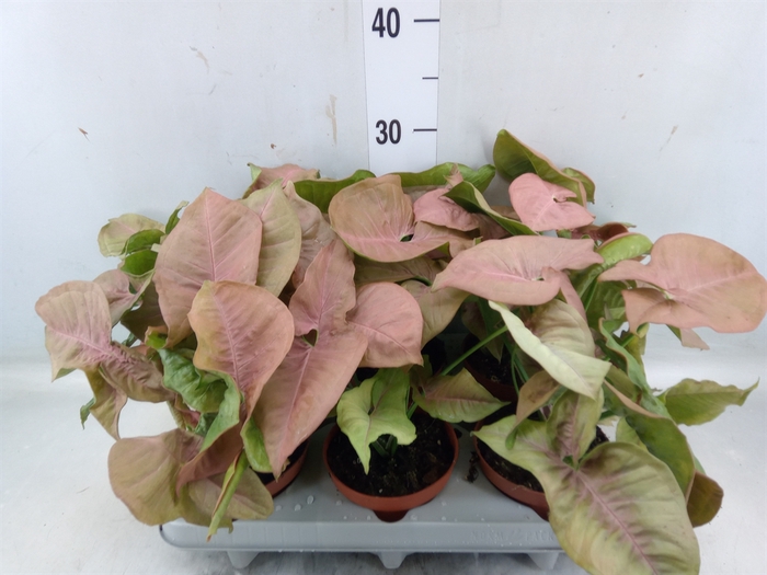 <h4>Syngonium   ...</h4>