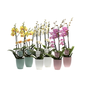 Hugo Hotel Mix Phal Mix 2T+ Tiny Dolls 2T