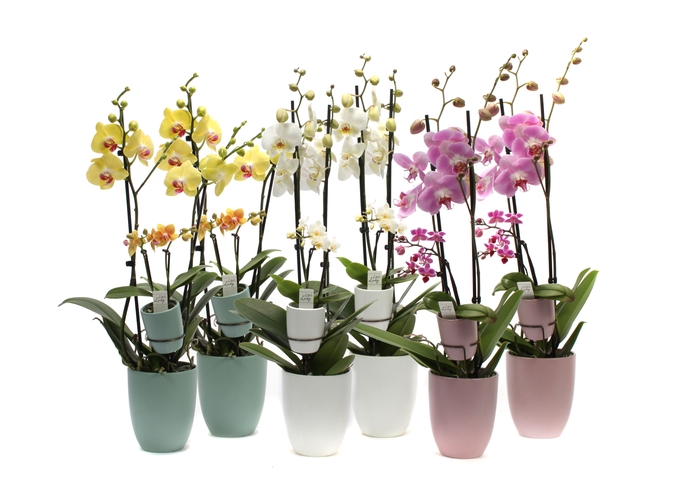 <h4>Hugo Hotel Mix Phal Mix 2T+ Tiny Dolls 2T</h4>