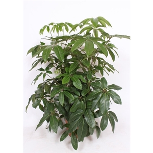 Schefflera actinophylla 'Amate'