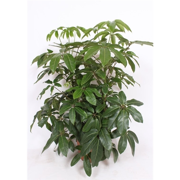 <h4>Schefflera actinophylla 'Amate’</h4>