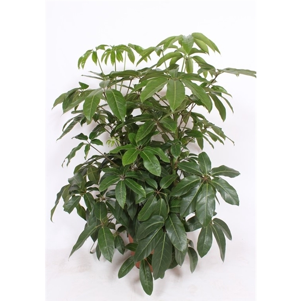 <h4>Schefflera actinophylla 'Amate'</h4>
