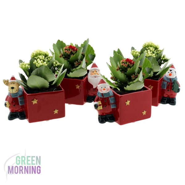 <h4>Kalanchoe 7 cm in Kerst planter ( 4 assorti )</h4>