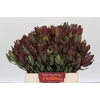 Leucadendron Senorita