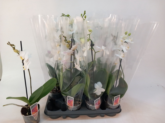 <h4>PHAL MF OV WIT</h4>