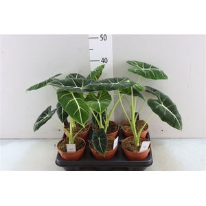 Alocasia Frydek