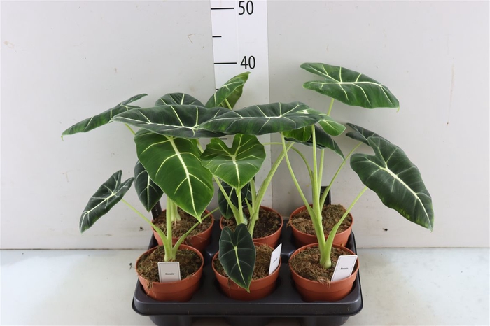 <h4>Alocasia Frydek</h4>