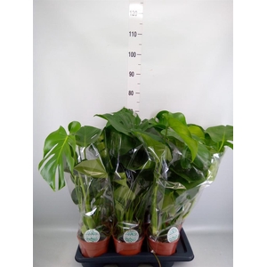 Monstera delic.