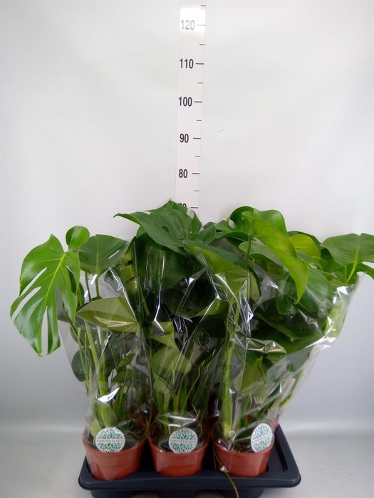 <h4>Monstera delic.</h4>
