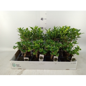 Bonsai   ...mix
