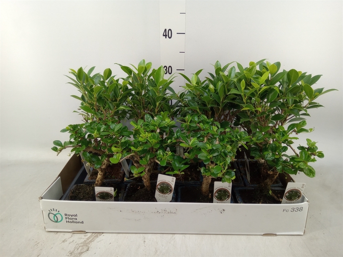 <h4>Bonsai   ...mix</h4>