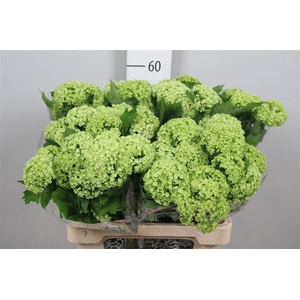 Viburnum Roseum St 4+