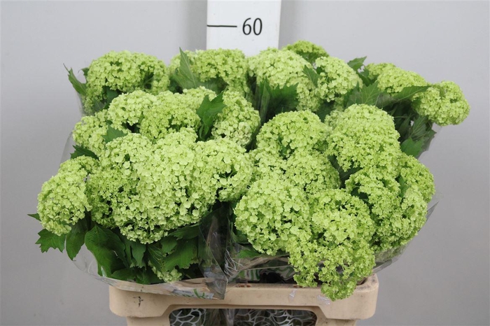 <h4>Viburnum Roseum St 2+</h4>