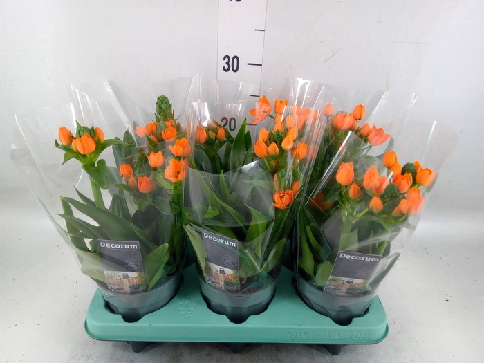 <h4>Ornithogalum dubium</h4>