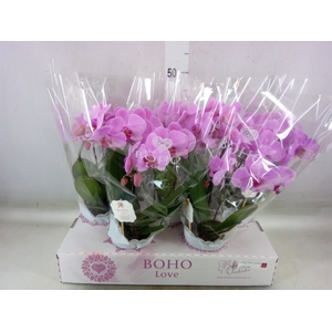 Phalaenopsis   ...rose