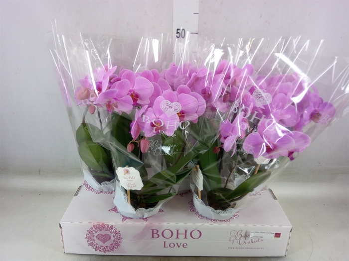 <h4>Phalaenopsis   ...rose</h4>