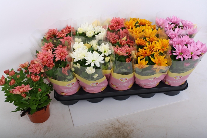 <h4>CHRYS GEM 4 KL</h4>