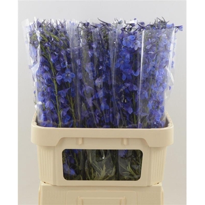 Delphinium Enkel Deldonna Blue