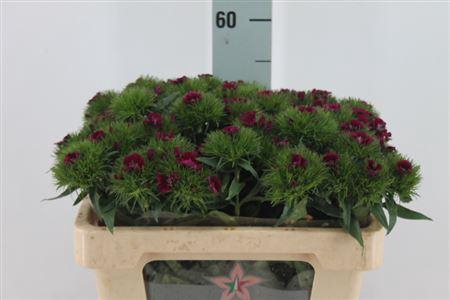 <h4>Di Barb Jolly Bre</h4>