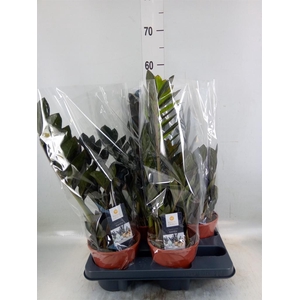 Zamioculcas zamiifolia 'Dowon'