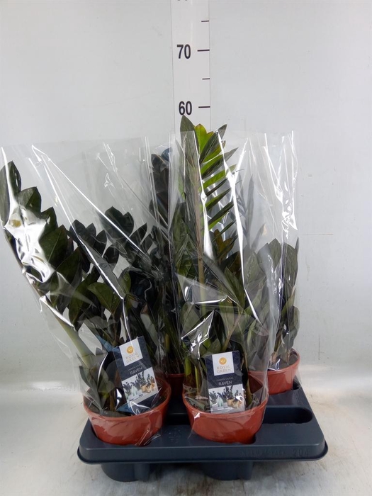 <h4>Zamioculcas zamiifolia 'Dowon'</h4>