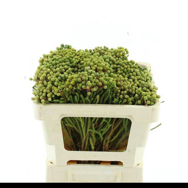 <h4>BERZ ABROTANOIDES</h4>
