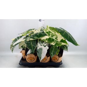 Alocasia   ...