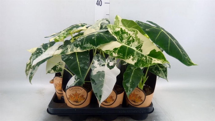 <h4>Alocasia   ...</h4>