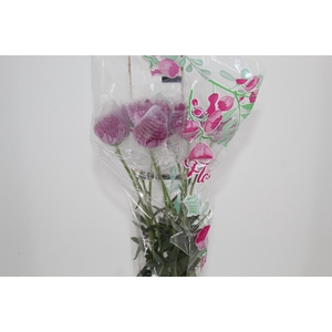 ANASTASIA LOTSO 070 CM