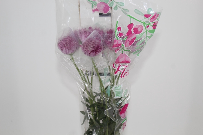 <h4>ANASTASIA LOTSO 070 CM</h4>