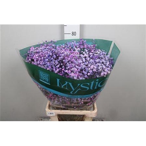 Gyps Rb Blue Berry Blossom