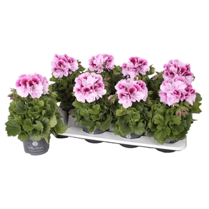Pelargonium Pelargonium Grandifloru