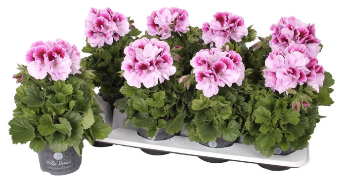 <h4>Pelargonium Pelargonium Grandifloru</h4>