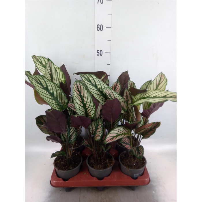 <h4>Calathea   ...</h4>